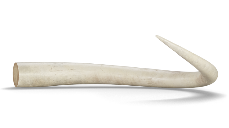 cgi elefant